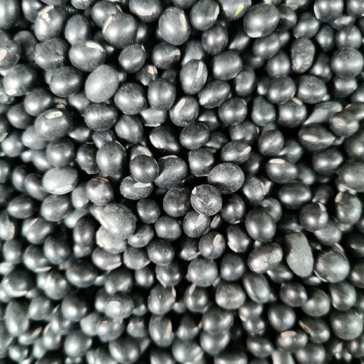 青仁黑豆  绿心黑豆 黑豆