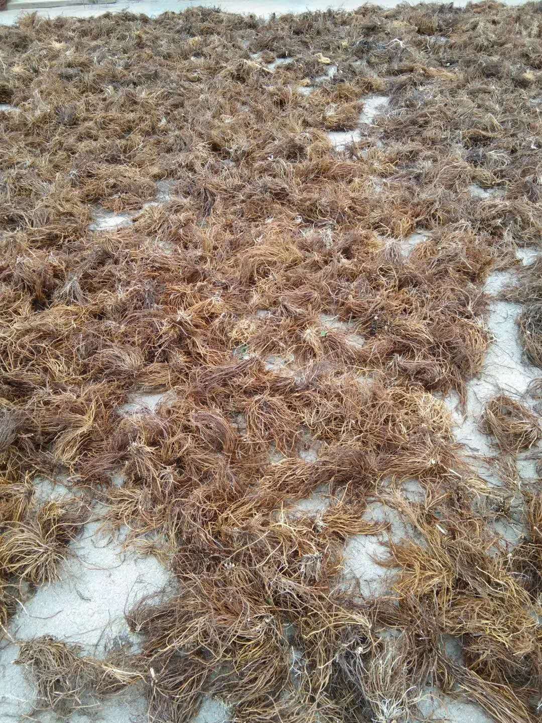  滚筒水洗威灵仙