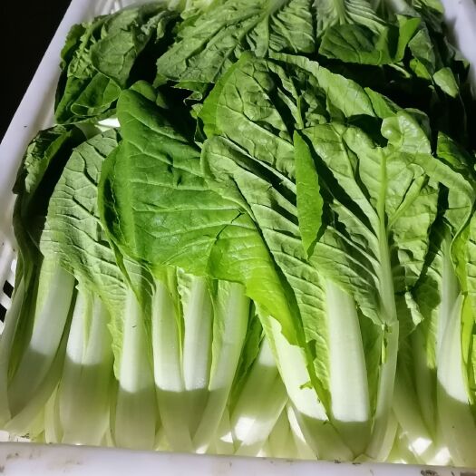 太原皇妃小白菜 20~25cm