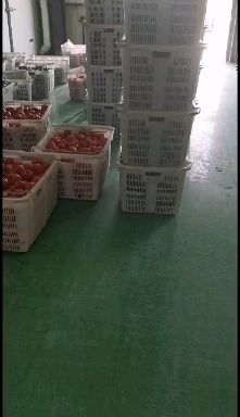 安顺鱼腥草根 健康绿色食品，保护好把关好生态底线，诚信为本
