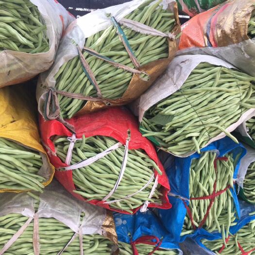 包头架豆王豆角 今年质量不错