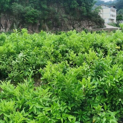 桐梓县明日见柑橘苗 杯苗