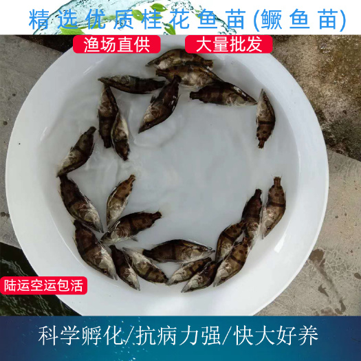 广州优质鳜鱼苗 桂花鱼苗 翘嘴鳜鱼 农业水产产地直供