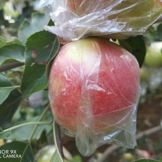 汤阴县意大利枣红苹果 通货