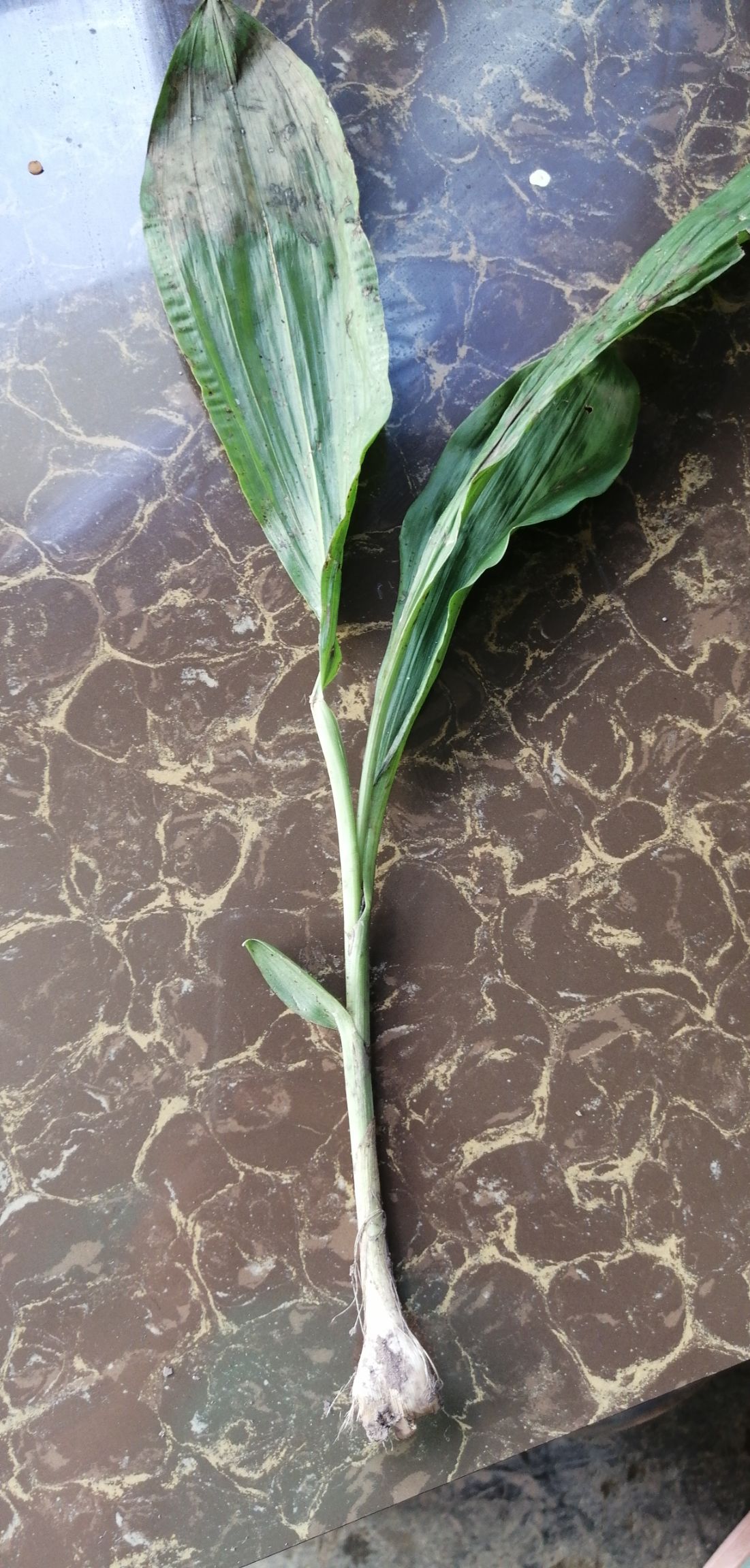 ～九连子，山上自己挖来的