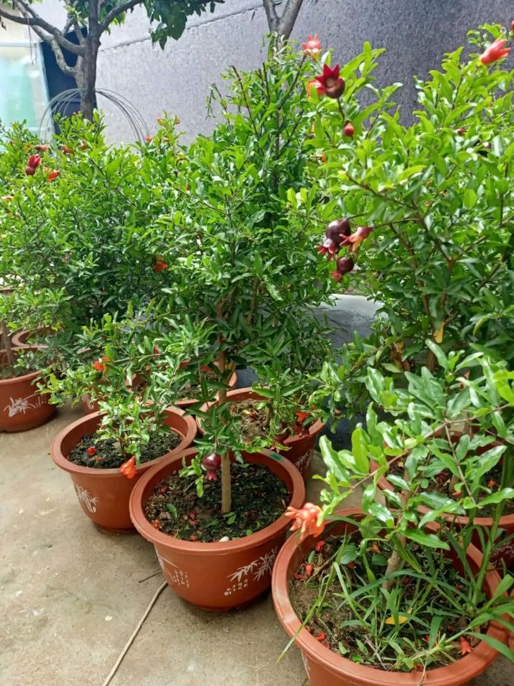 墨石榴苗 墨玉石榴苗 紫玉石榴苗 嫁接苗 产地直销树苗