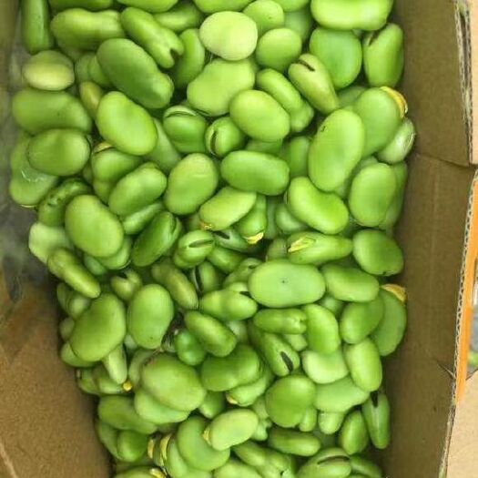 漳县 大量供应新鲜蚕豆，豆子，豆米，只要您需要价格我们都可以协商