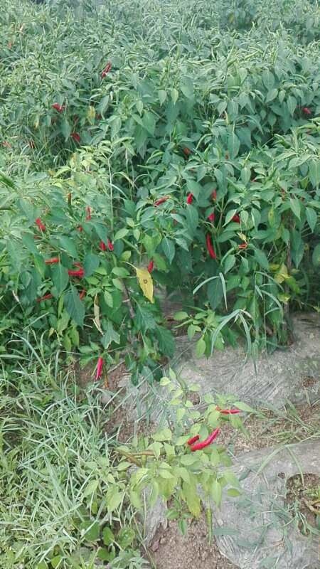 印江县朝天椒 生态贵椒，香辣天下