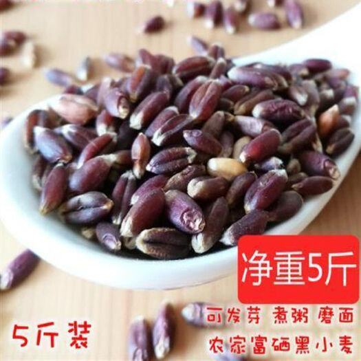 梁山县 黒小麦