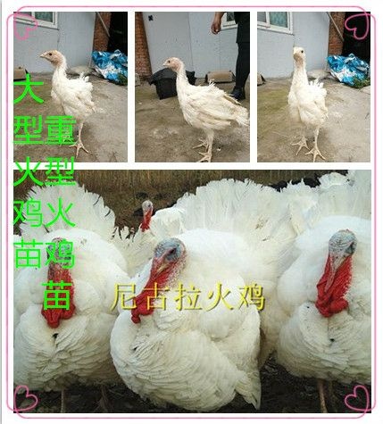 广汉市尼古拉火鸡苗 脱温苗  防疫做齐  涨势大  公成年50斤