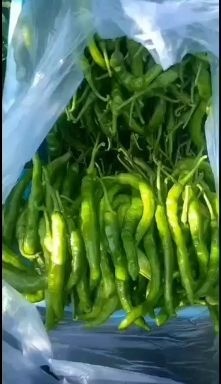 齐河县艳红辣椒 青椒