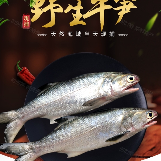 阳江海捕马友鱼，午笋，午鱼。新鲜当日货源。