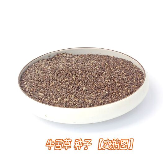 南宁夜来香种子四季种易活花种子大花月见草种子驱蚊虫植物花卉种籽