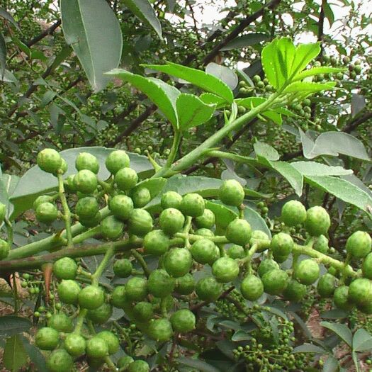 思南县九叶青花椒 特级 干花椒