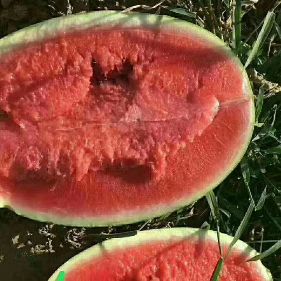 金花西瓜  陕西定边县西瓜大量上市 0.95 元/斤