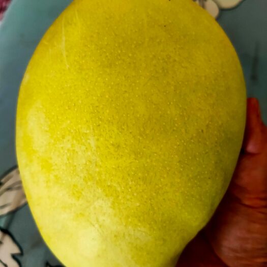 华坪县 凯特芒果，鹰嘴芒果圣心芒果。成色好，个头均匀。价格实惠