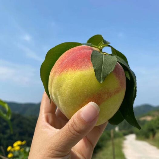 麻阳县锦绣黄桃 70mm以上 3 - 4两