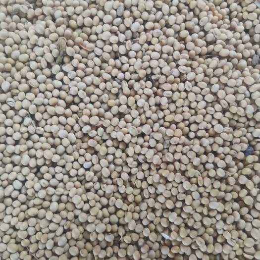 嘉祥县 自己家种植大豆  需要联系