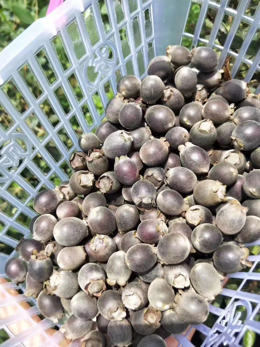 桃金娘苗  桃金娘优质种育袋苗