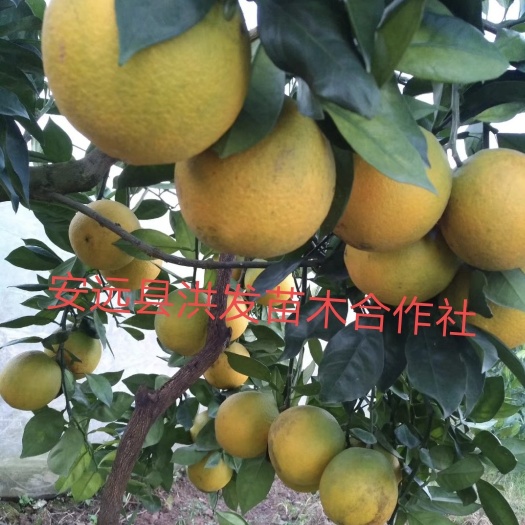 安远县赣南早脐橙枝条，芽条，脐橙枝条