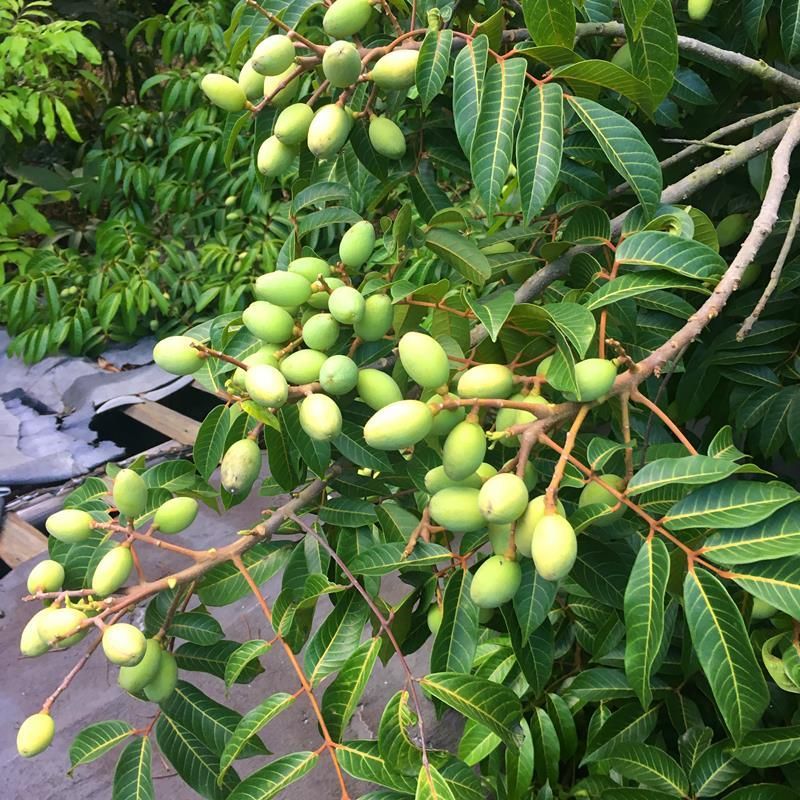  老家大量橄榄。等着出售