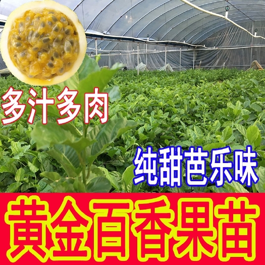 灵山县 包邮 黄金百香果苗嫁接苗扦插苗营养杯苗芭乐味黄金百香果苗