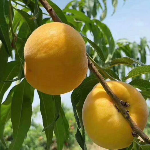 蒙阴县黄金蜜1号 黄金蜜黄毛桃汁甜如蜜软吃爆浆孕妇蜜桃整箱包邮现摘先发果园直达