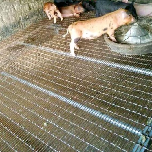安平县漏粪板  养猪漏粪干净，不伤猪蹄，优质碳钢，牢固寿命长久