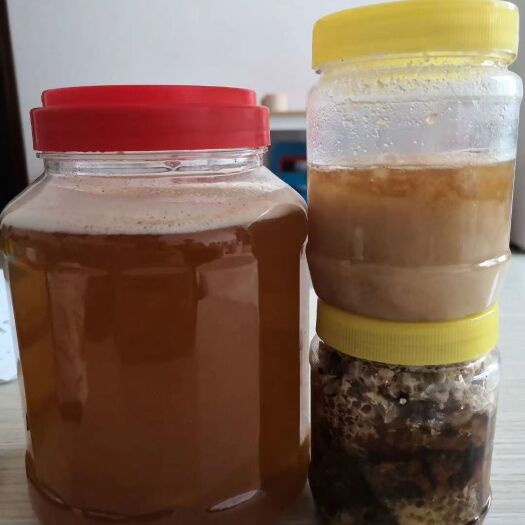 勐腊县 植物王国版纳原始森林挂蜂蜜