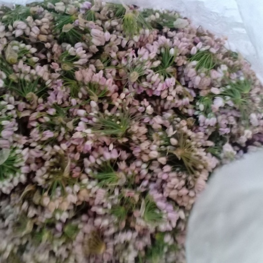 应县麻麻花  摘蒙花，又名山葱花、野韭花、贼麻花，摘麻花，天香花