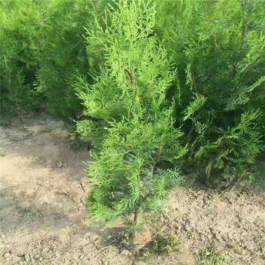 泰安侧柏苗 侧柏杯苗 雨季造林用侧柏大苗 北海道黄杨基地直供