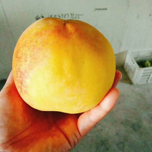 嘉善县锦绣黄桃 8月锦绣大量上市