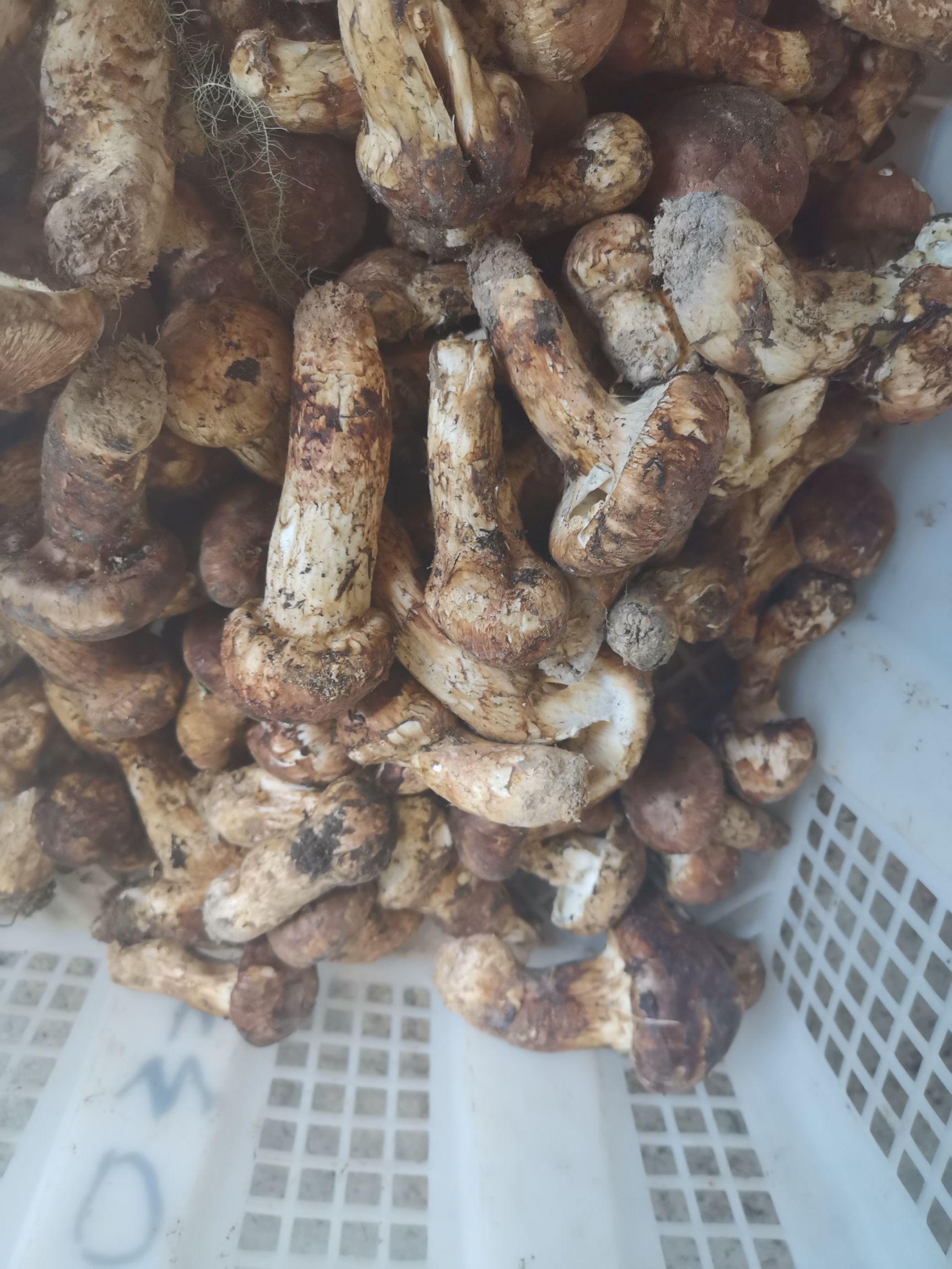  香格里拉松茸掉菌。