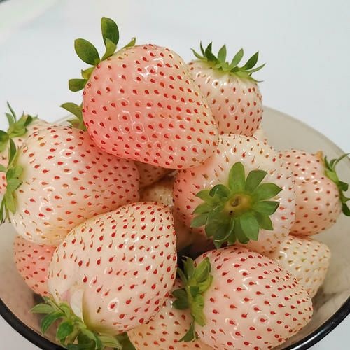 泰安北方耐寒个大草莓苗种苗 天使脱毒白草莓苗 四季草莓苗
