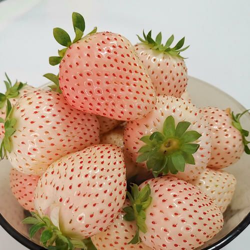 白草莓苗品种 脱毒白草莓苗