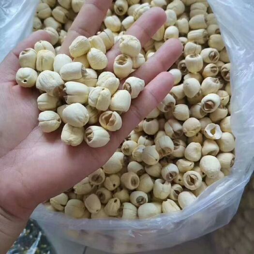 宁都县通芯莲  干莲