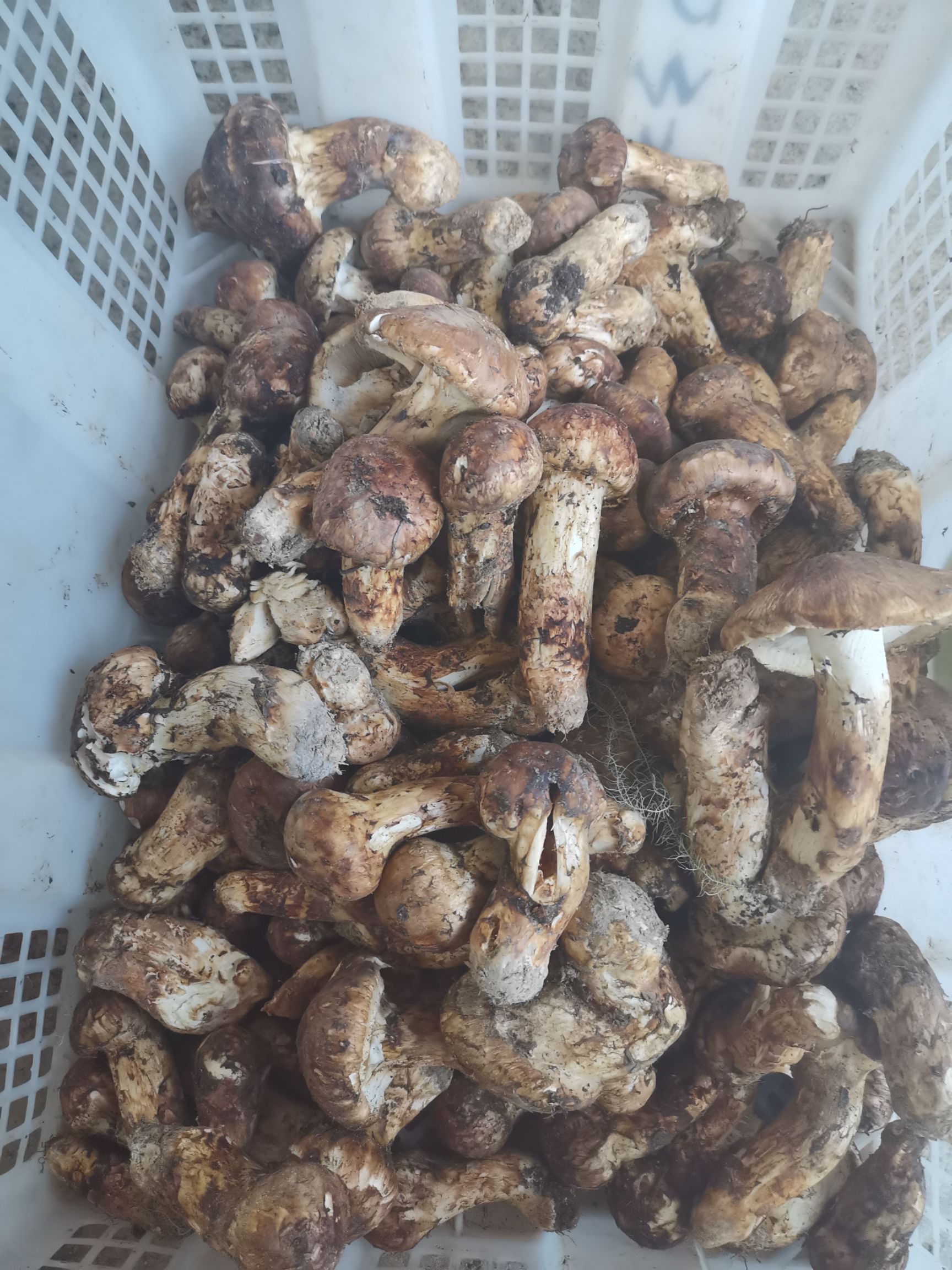  香格里拉松茸掉菌。