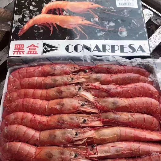 济南阿根廷红虾