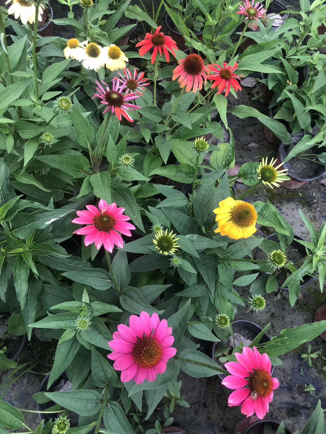  松果菊