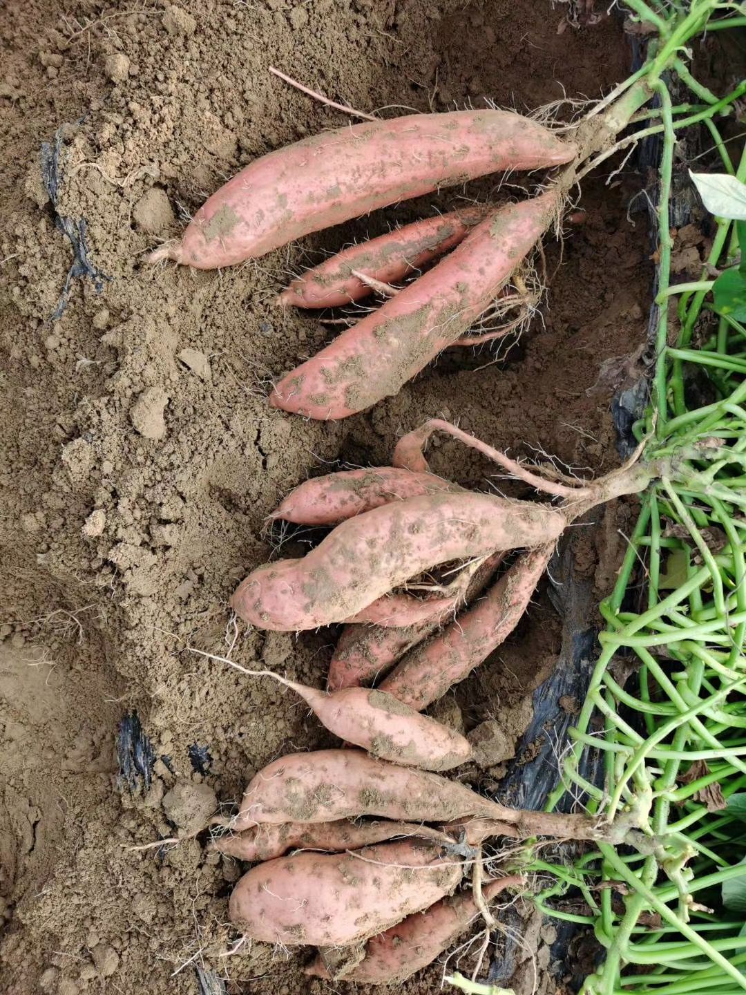 红薯 河北省邢台市威县 混装通货 红皮