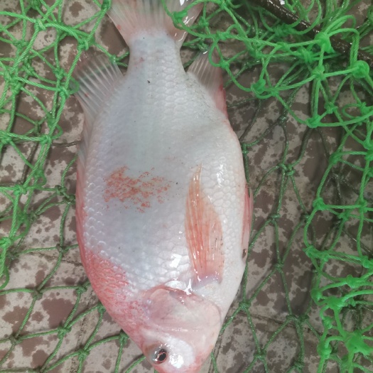 兰考县 红罗非鱼，彩虹雕