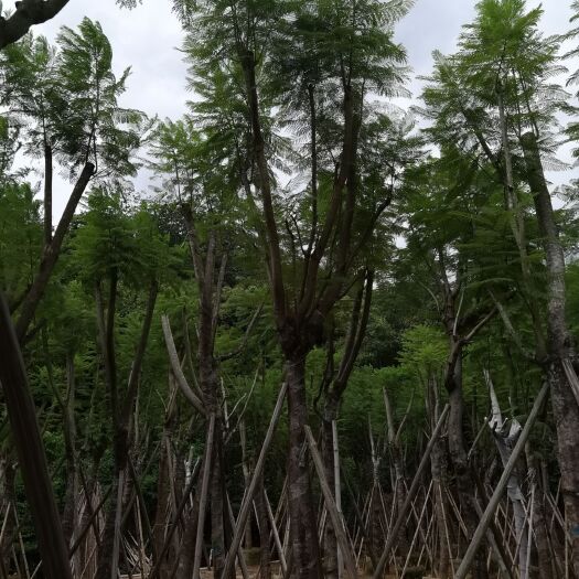揭阳 蓝花楹5-20公分