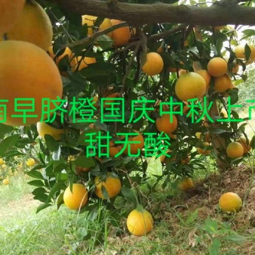 安远县赣南脐橙苗  赣南早熟脐橙苗