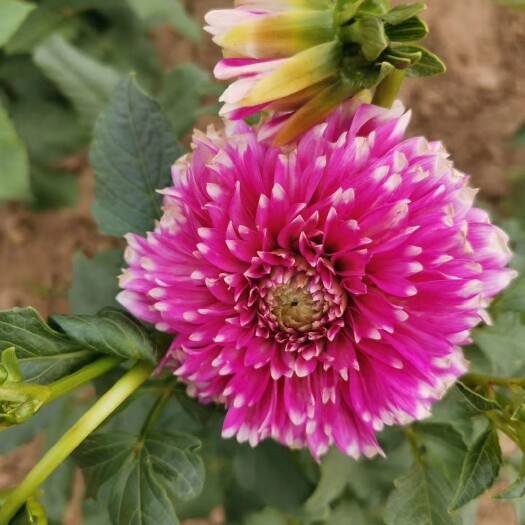 菏泽 大丽花种球 大丽花苗 重瓣大丽花  盆栽大丽花 品种齐全