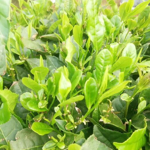 青岛 海青润海红绿茶