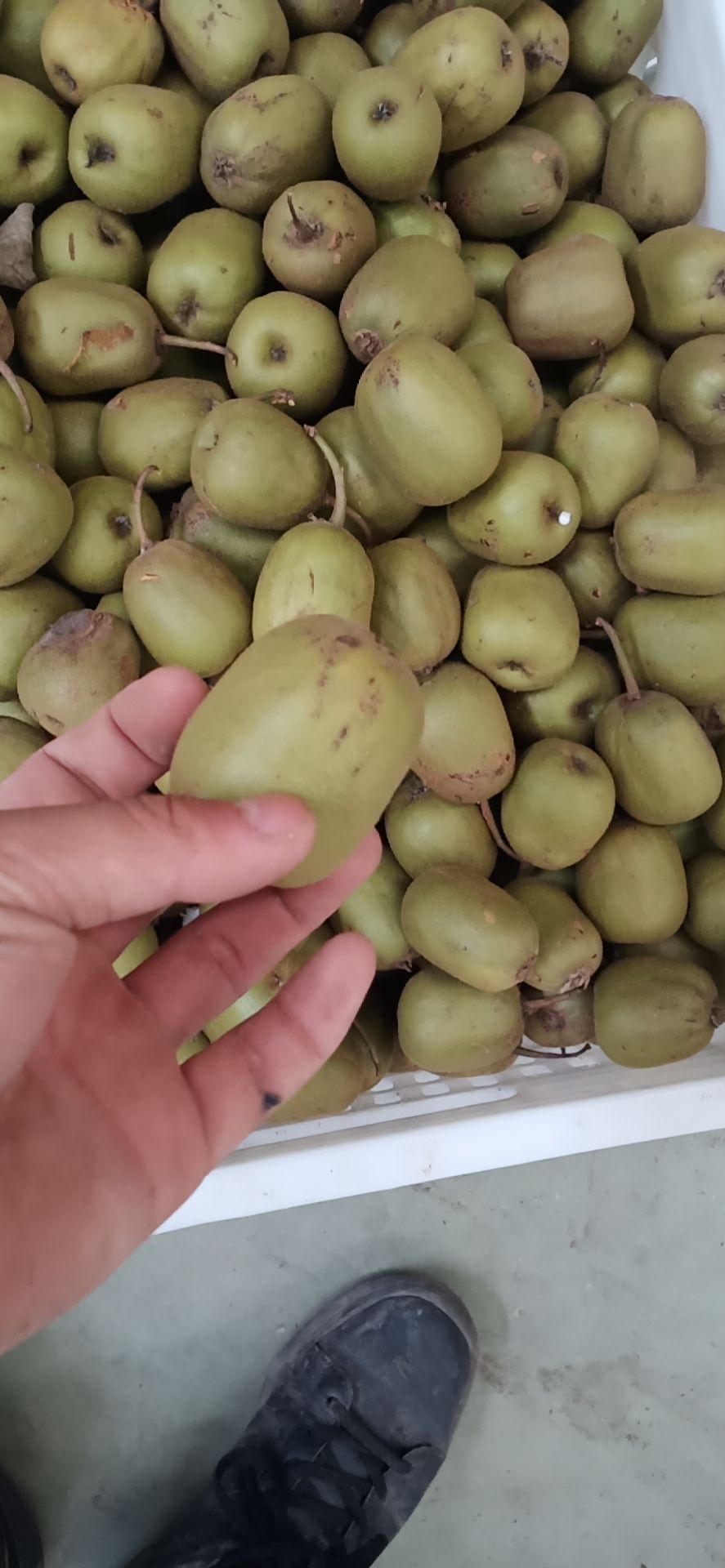  红心猕猴桃高次果便宜了