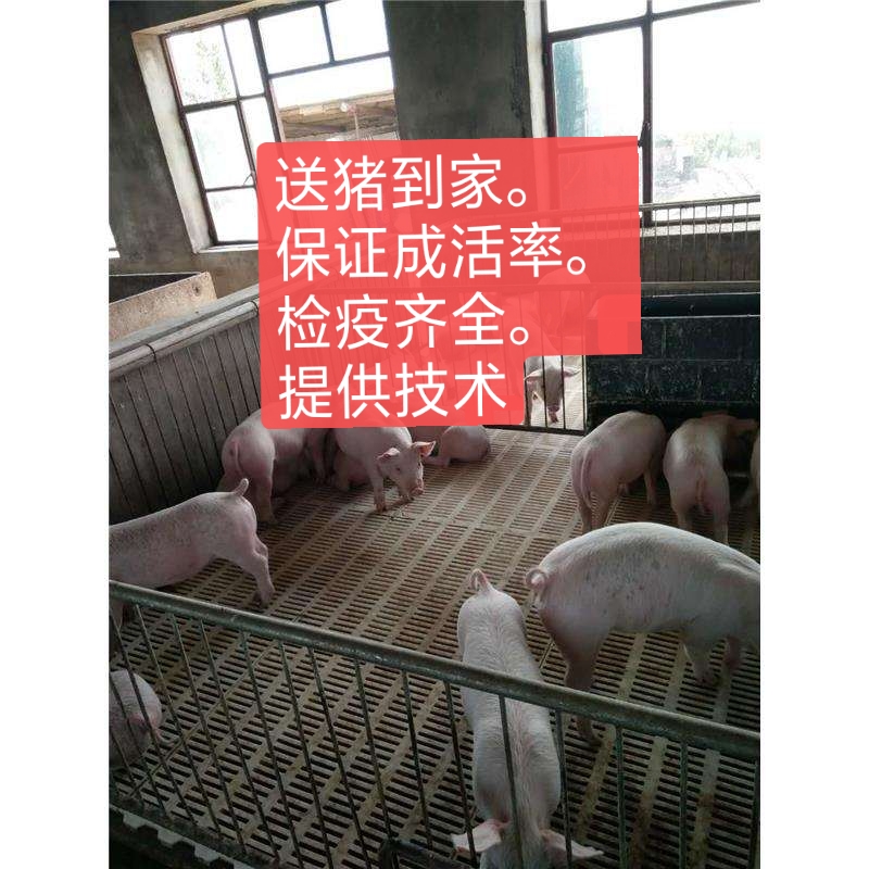 沂南县杂交猪苗  山东小猪苗养殖基地。10-30斤猪场直销。耐粗粮，防疫到位。
