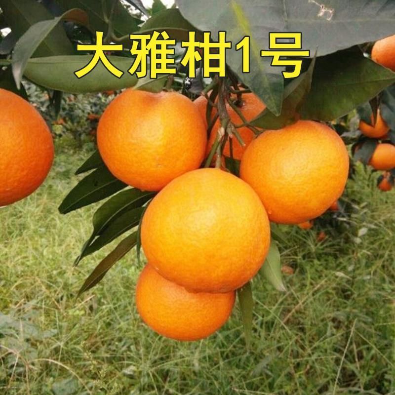 耙耙柑  大雅1号泡沫柑橘专用箱货箱共9.斤