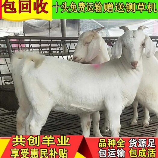 郓城县 肉羊美国白山羊 个体大生长快 买母送种公 免费运输 送铡草