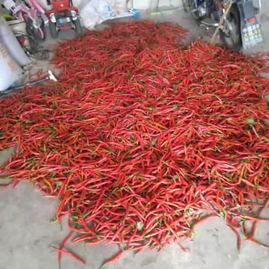 盐亭县 二荆条鲜红辣椒